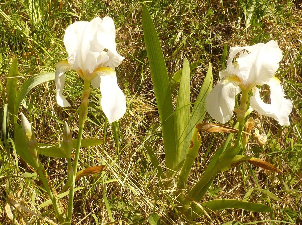 Iris albicans (Iridaceae)